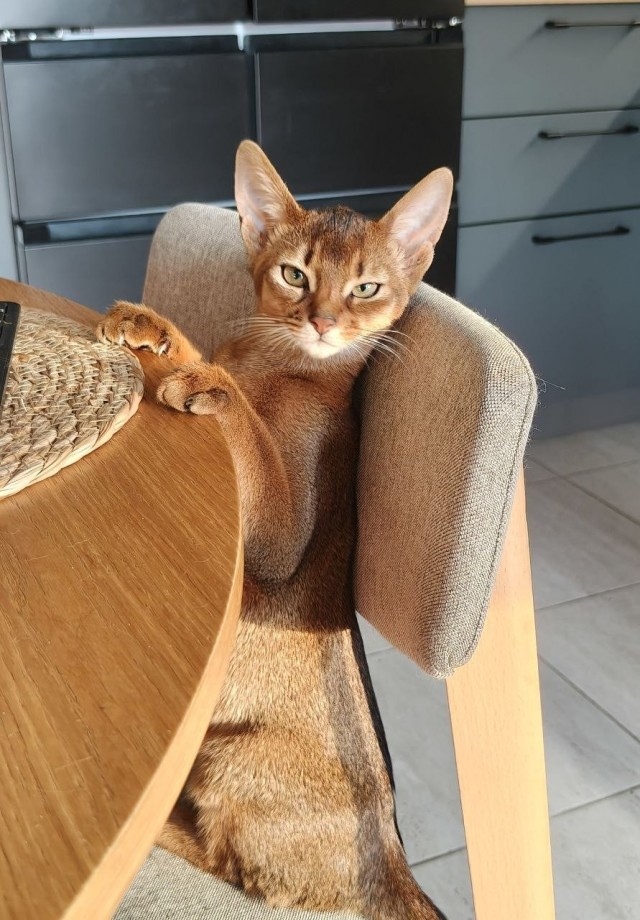 Котовторнику - Быть