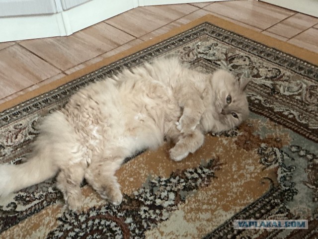 Котовторник Персика