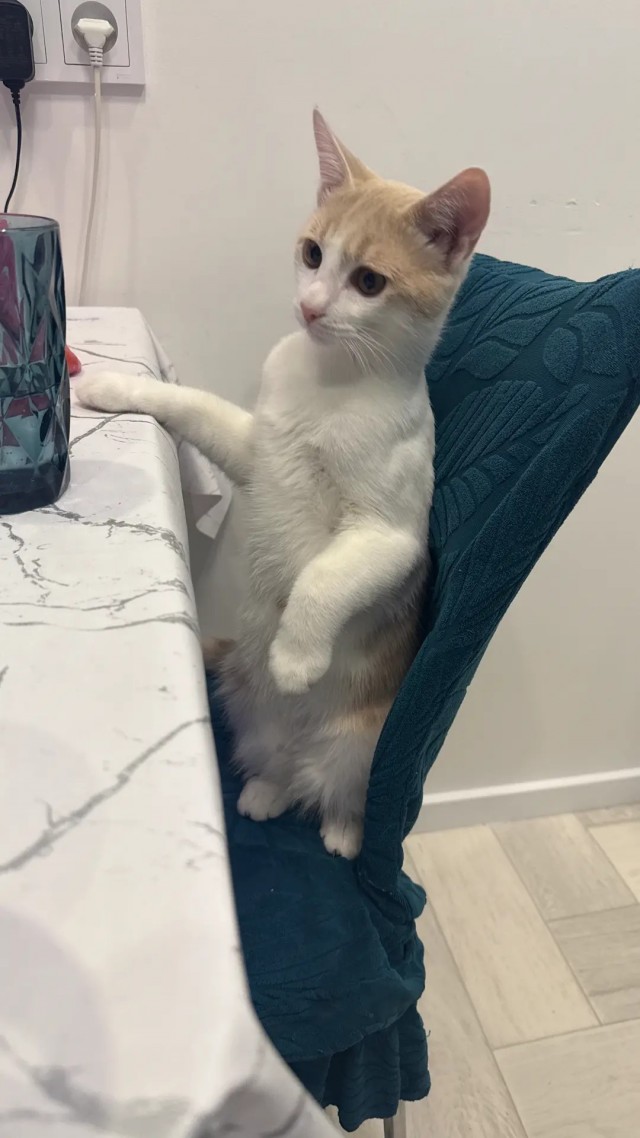 Котовтоник уже начался?
