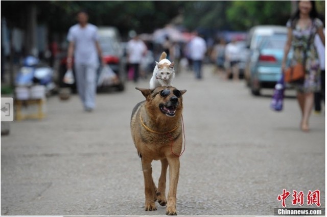Странная парочка на улице: собака и кошка вместе