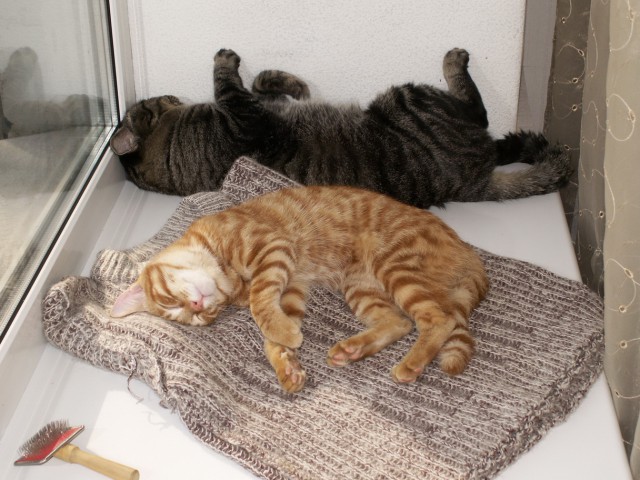 Котовторник 29.10.2013