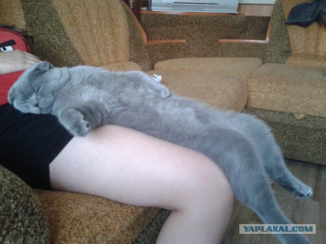 Котовторник  25.03.2014