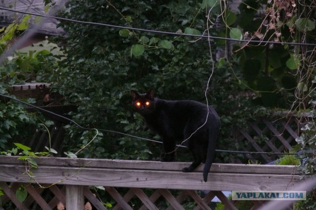 Котовторник 22.04.2014