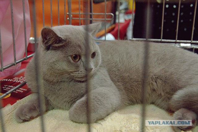 Котовторник 6.05.2014