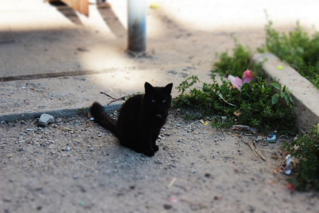 Котовторник 26.08.14.
