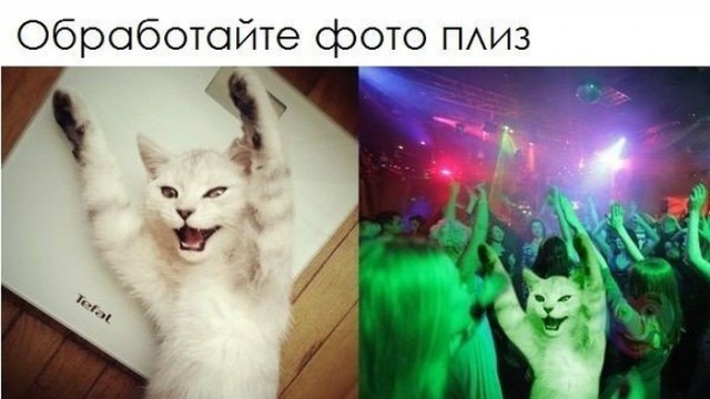 Кот - тусовщик