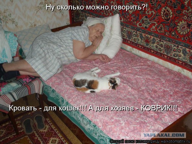 Как спят кошки: интересные факты