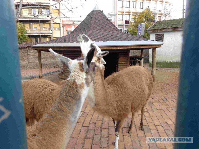 Београд