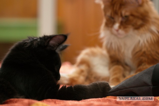 Котовторник 2.12.14