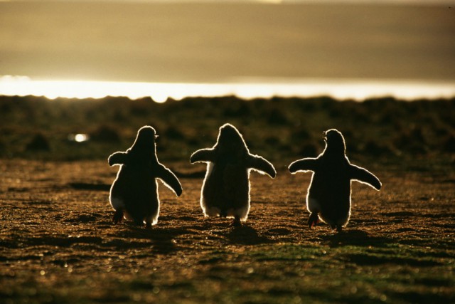 Пингвины — это ласточки, которые ели после шести.