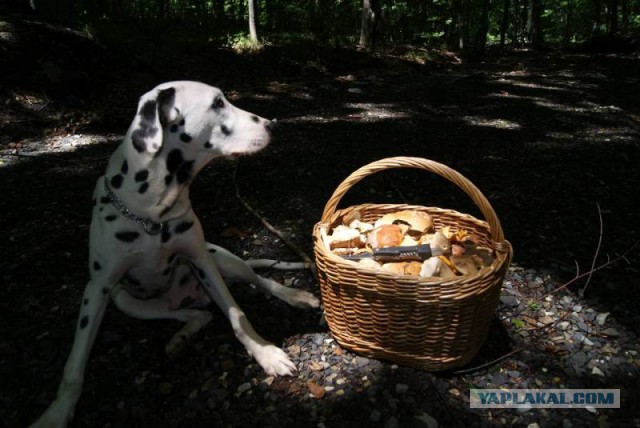Вспомним лето! Вылазка за грибами.