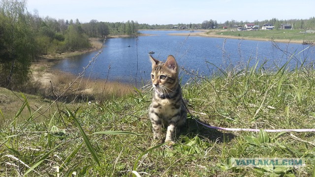 Котовторник