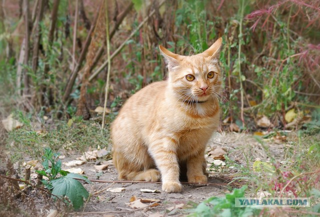 Котовторник 16.06.2015., Котовторник наступил!