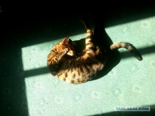 Котовторник 15-09-2015 !