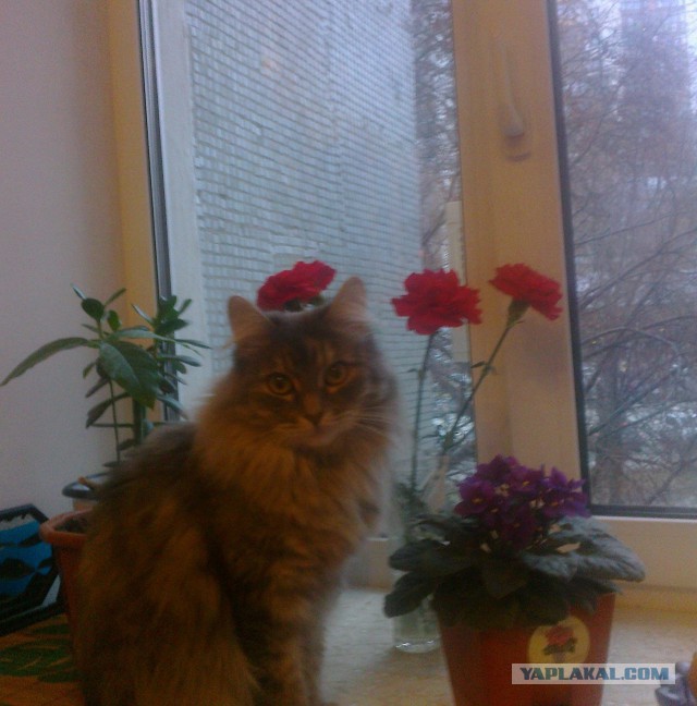 Котовторник 20.10.2015