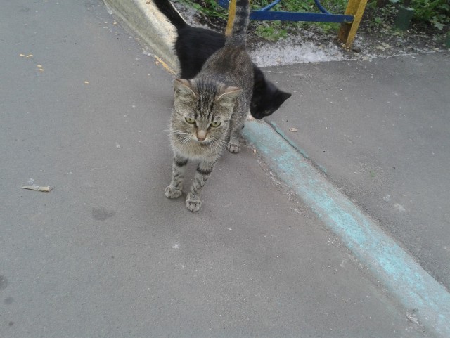 Про котов
