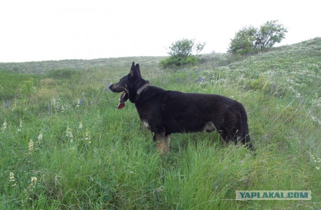 Собакочетверг же, ау!