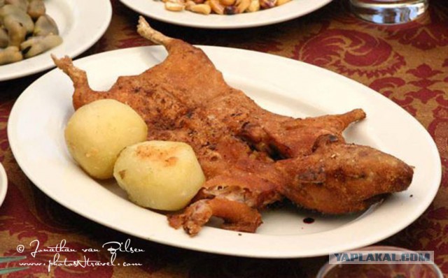 Полугодовое противостояние человека и крысы