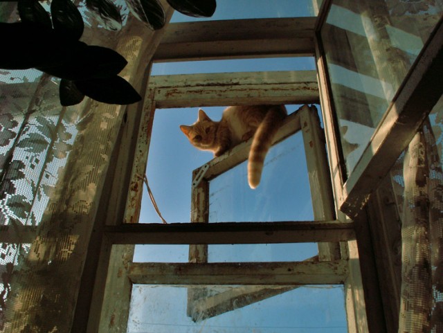 Коты, кошки, котята