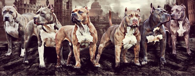 Страшно красивые терьеры