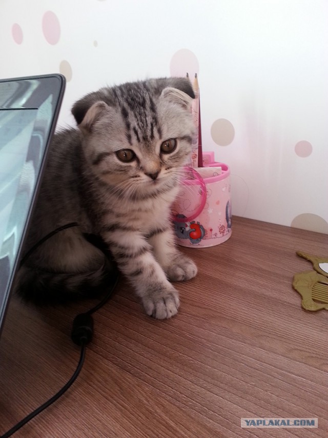 Котовторник 07.06.2016