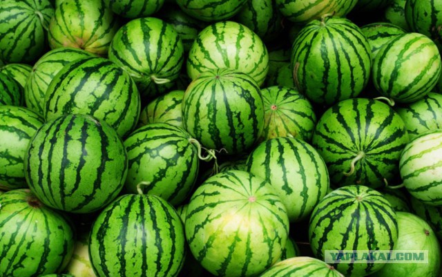 Юкка: уход и размножение