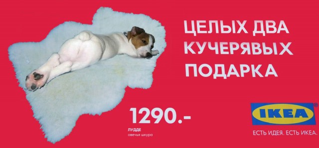 Фотожаба: Кучерявый подарок