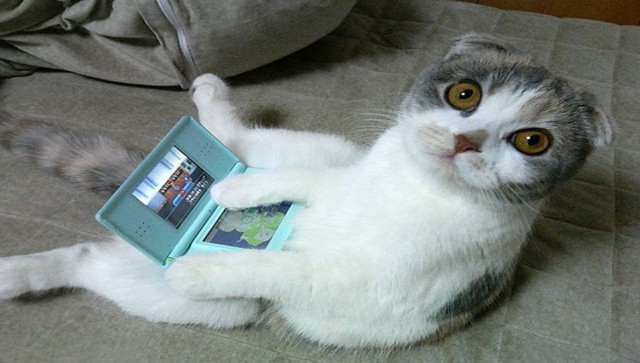 Коты из сети