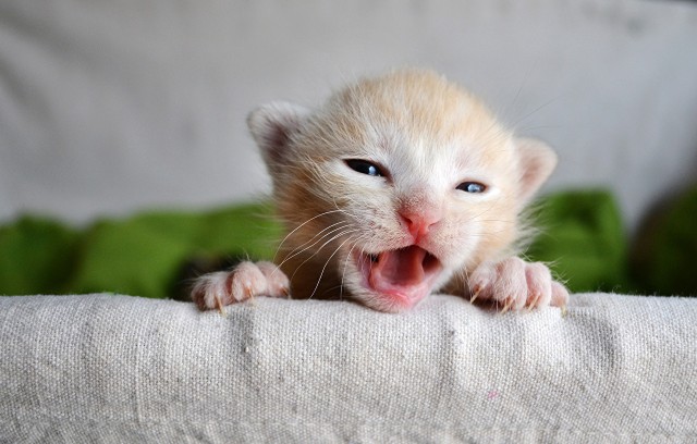Коты и Кошки