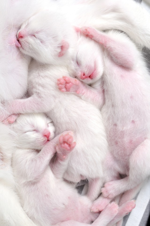 Коты и Кошки