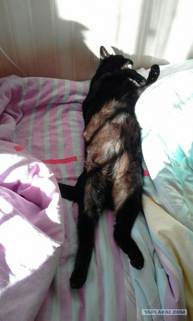 Котовторник 18.07.2017