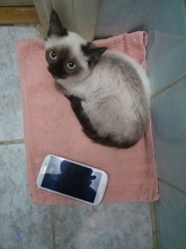 Коты и Кошки