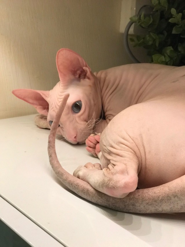 Коты и Кошки