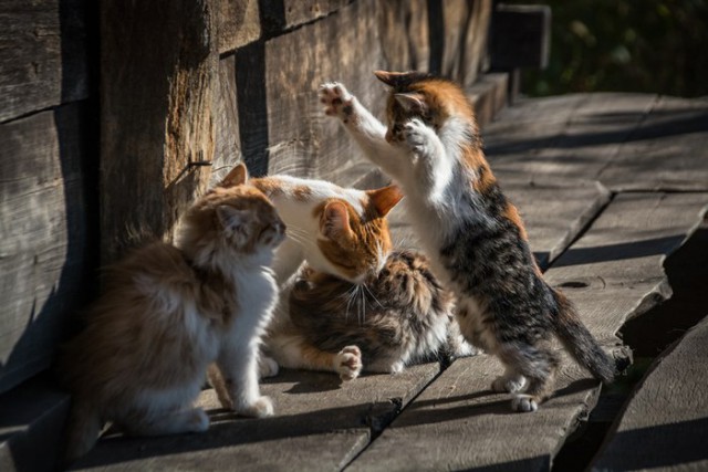 Коты и Кошки