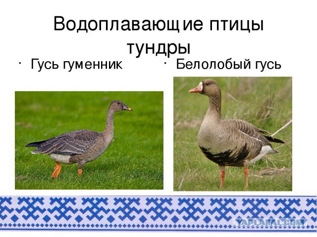 О рыбалке на Новой земле