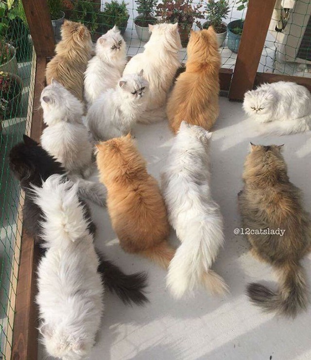 Прикольных котов пост