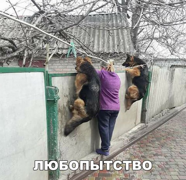 Живность из сети