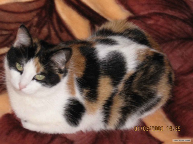 кошаки