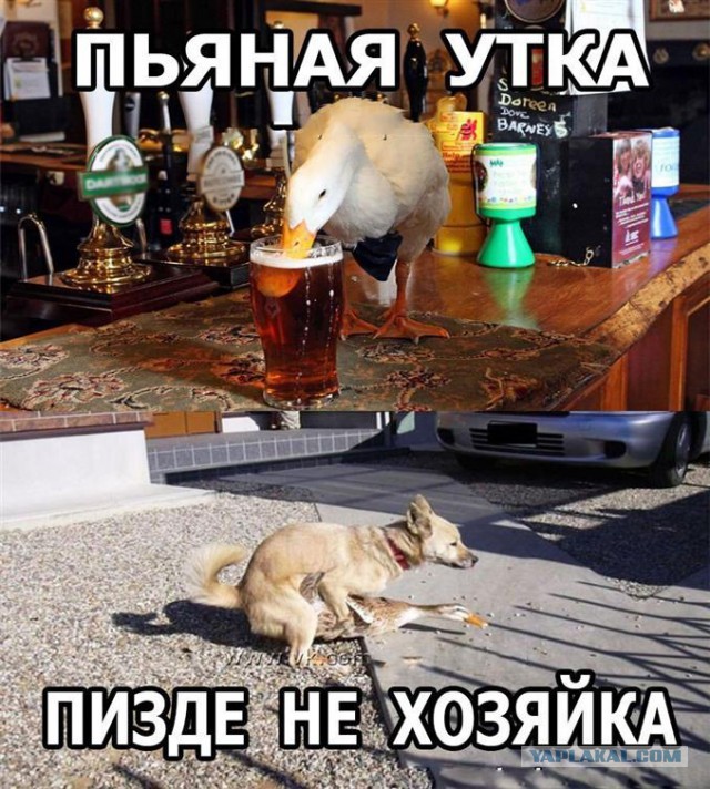 Картинки по-приколу