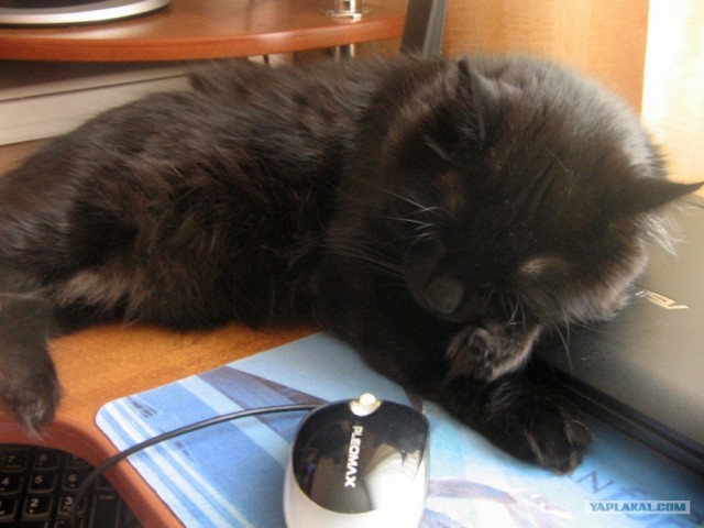 Котовторник на 6 июля