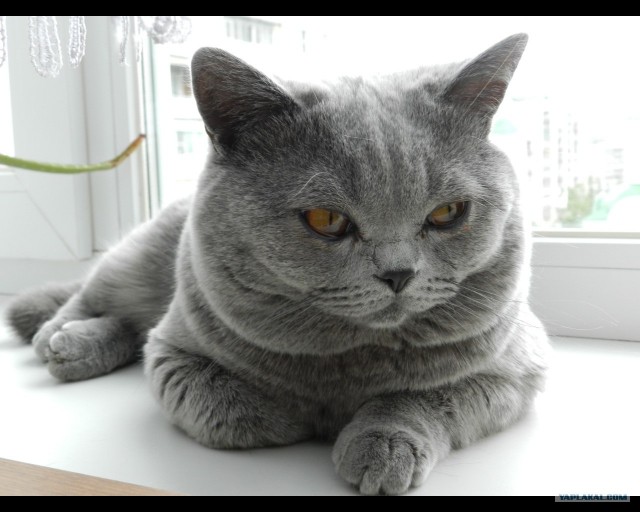 Котовторник на середину июня