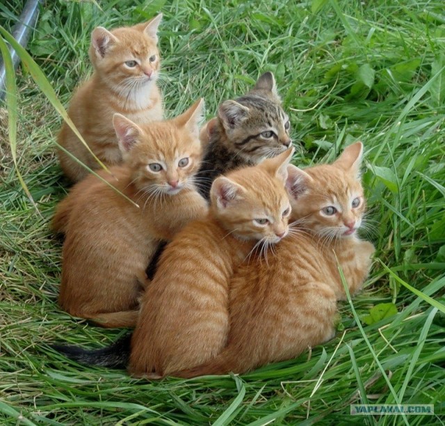 Котовторник с Кузей