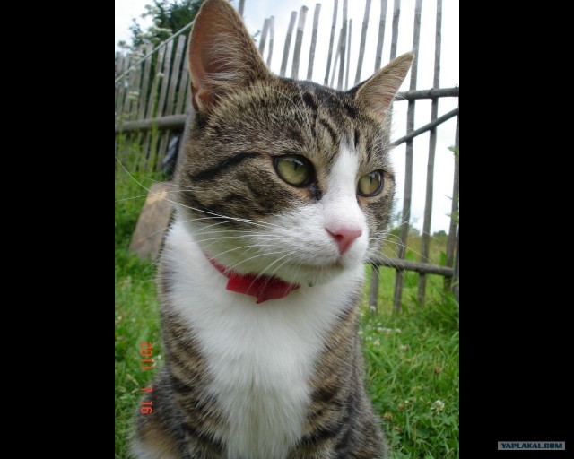 Сонный Котовторник