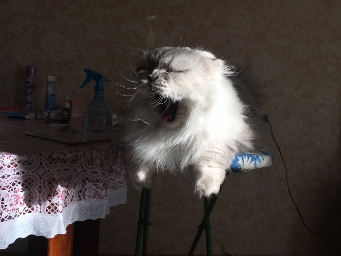 Котейка зевнул