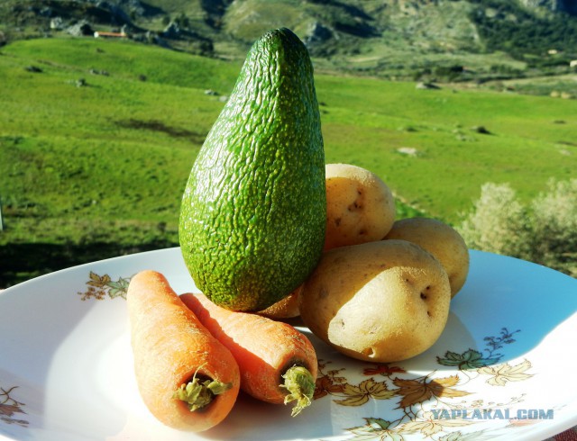 Селедка под шубой - 2019