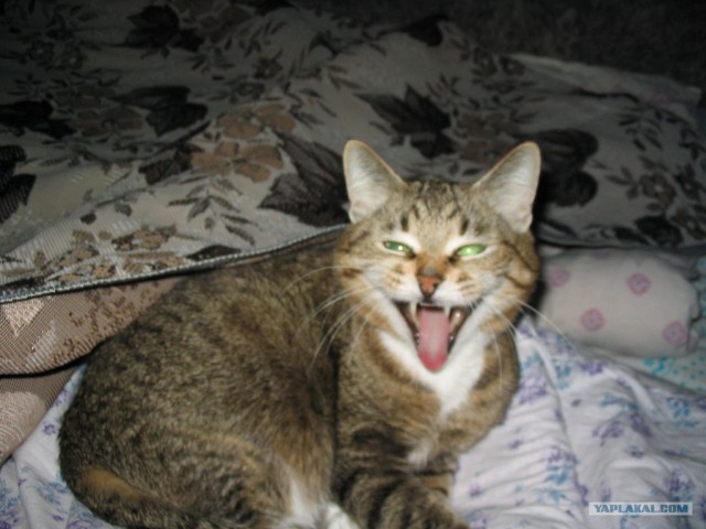 Котовторник 24.04.2012