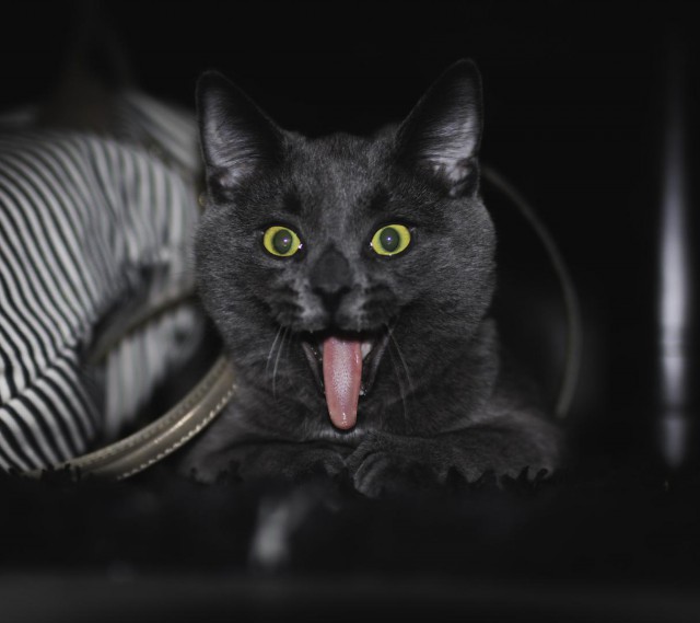 Немного милоты
