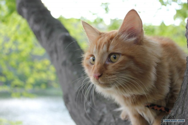 Котовторник  19.06.2012