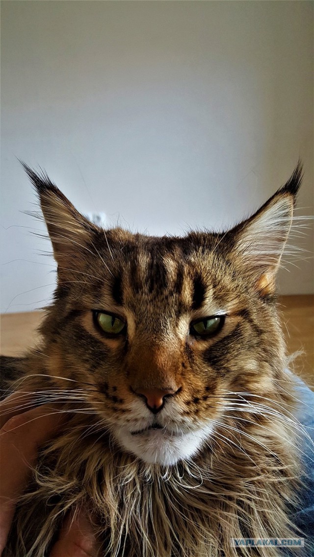 20 снимков с кисточками, доказывающих, что прекраснее мейн-кунов могут быть лишь котята мейн-кунов