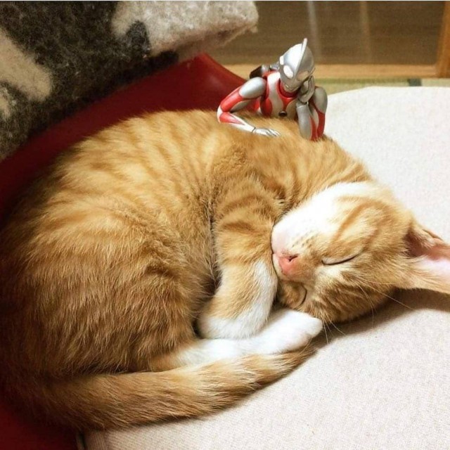 Прикольных котов пост